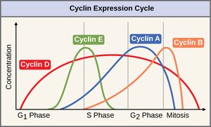 Cyclin expression cycle during the cell cycle