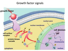 Growth factor signaling pathway