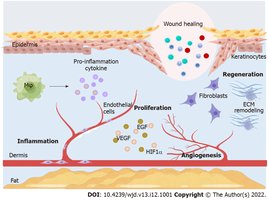 Clinical roles of growth factor signaling in wound healing and regeneration