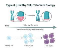 Telomere shortening and cell aging