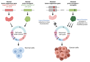 Normal vs. cancer cell cycle regulation