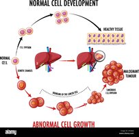 Normal cell development vs. abnormal (cancerous) cell growth