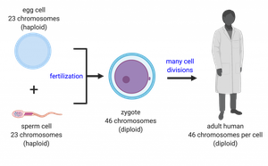 Diagram showing fertilization and chromosome number in sexual reproduction
