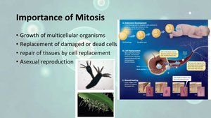 Importance of mitosis: growth, repair, and asexual reproduction