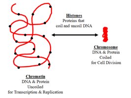 Diagram showing chromatin, histones, and chromosome structure