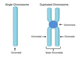 Single chromosome vs. duplicated chromosome with chromatids and centromere
