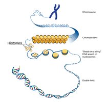 Levels of DNA packing: double helix, nucleosome, chromatin fiber, chromosome