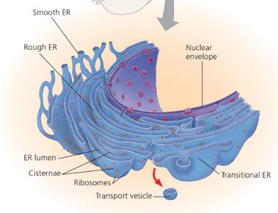 Diagram of the endoplasmic reticulum showing smooth ER, rough ER, nuclear envelope, cisternae, ribosomes, and transport vesicle
