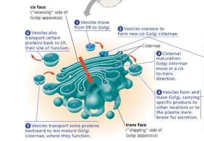 Diagram of the Golgi apparatus showing cis and trans faces, vesicle movement, and cisternal maturation