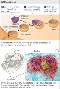 Diagram and micrograph of phagocytosis showing lysosome fusion with food vacuole and digestion