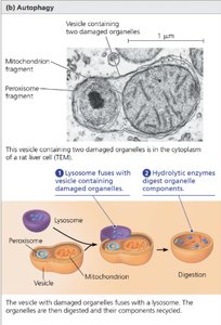 Diagram and micrograph of autophagy showing lysosome fusion with vesicle containing damaged organelles