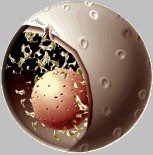 Diagram of the nucleus