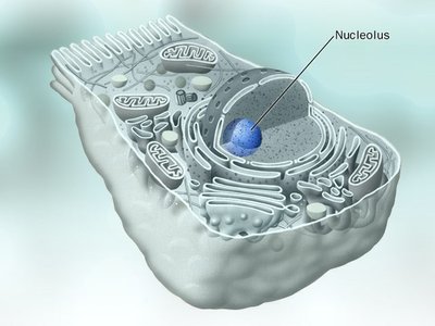 Diagram of a cell highlighting the nucleolus
