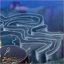 Diagram of rough endoplasmic reticulum