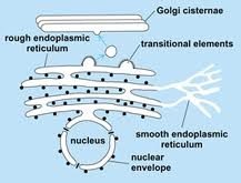 Diagram of smooth and rough ER