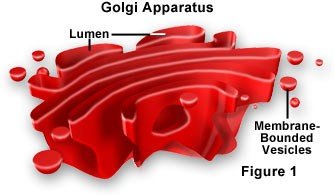 Diagram of the Golgi apparatus