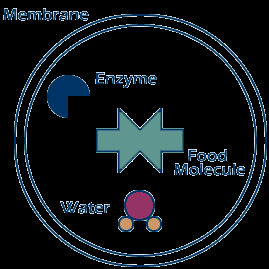 Diagram of a lysosome