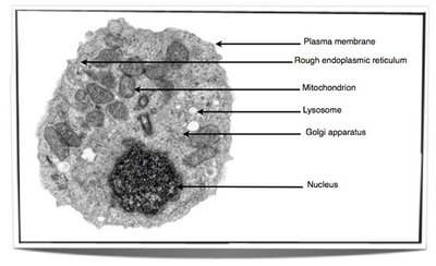 Labeled diagram of a eukaryotic cell