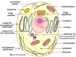 Diagram of a eukaryotic cell with labeled organelles