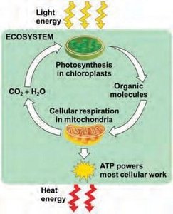 Energy flow and chemical recycling in ecosystems