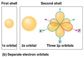 Electron orbitals: 1s, 2s, and three 2p orbitals