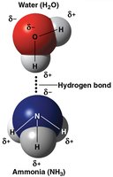 Hydrogen bond between water and ammonia