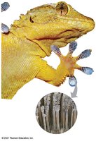 Van der Waals interactions in a gecko's toe