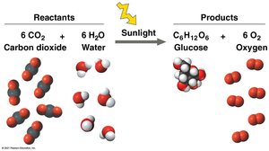 Photosynthesis: reactants and products