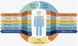Chemical composition of the human body