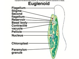 Euglenoid structure