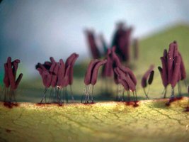 Cellular Slime Mold Development