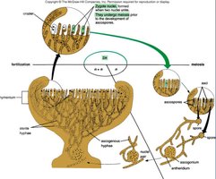 Ascomycete fruiting bodies