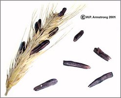 Ergot fungus on rye