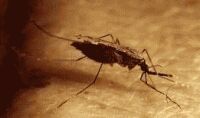 Mosquito vector for malaria