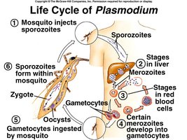 Life Cycle of Plasmodium