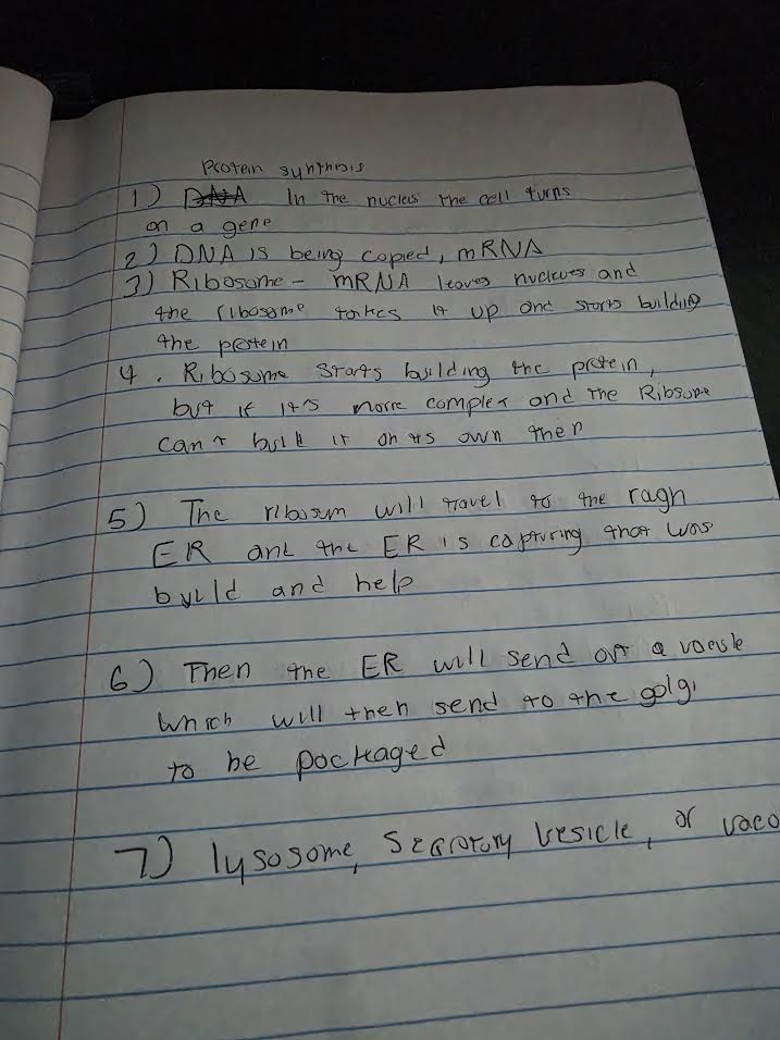 Handwritten notes on protein synthesis steps