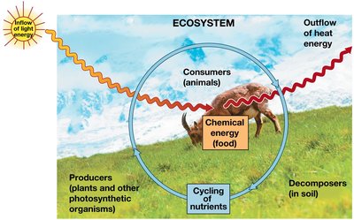 Ecosystem energy and nutrient cycling