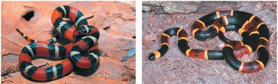 Coral snake and king snake comparison