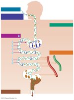 Diagram showing the six activities of the gastrointestinal tract