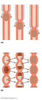 Illustration of peristalsis and segmentation in the GI tract