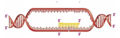 DNA replication fork