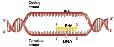 Transcription: coding and template strands