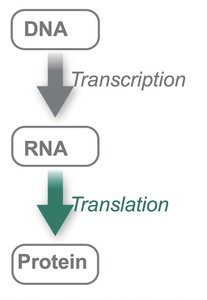 Central Dogma diagram