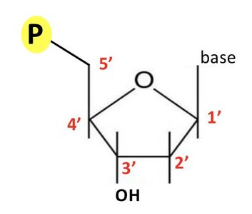 Nucleotide structure with 3' OH