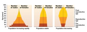 Age structure diagrams: increasing, stable, and decreasing populations