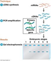 qRT-PCR workflow and results