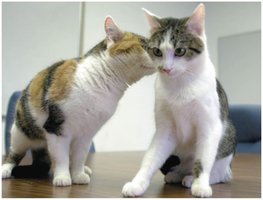 Cloned cats (CC and Rainbow)