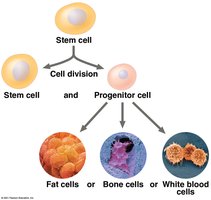 Stem cell differentiation pathways