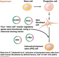 Generation of iPS cells from adult fibroblasts