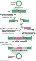 Steps in making recombinant DNA using restriction enzymes and ligase